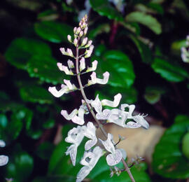 Planta dels diners ("Plectranthus verticillatu")
