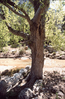 Soca d'alzina ("Quercus ilex")