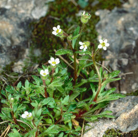 Saxífraga de tres dits ("Saxifraga tridactylites L.")
