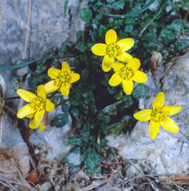 Botó d'or ("Ranunculus weyleri")
