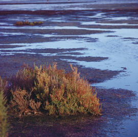 Cirialera herbàcia ("Salicornia europaea")