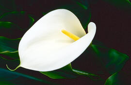 Lliri d'aigua ("Zantedeschia aethiopica")