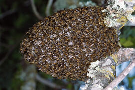 Eixam d'abelles ("Apis mellifera")