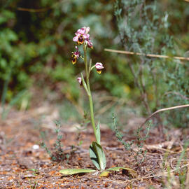 Abellera vermella ("Ophrys tenthredinifera")