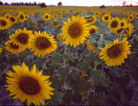 Girasol ("Helianthus annuus")