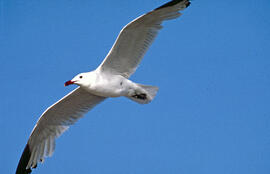 Gavina roja ("Larus audouinii")