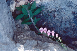 Dedalera ("Digitalis purpurea")