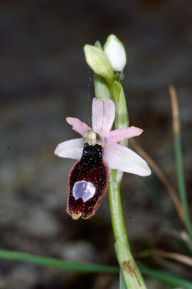 Orquídia ("Ophrys balearica")