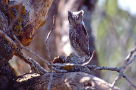 Mussol jove ("Otus scops")
