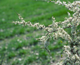 Aranyoner ("Prunus spinosa")