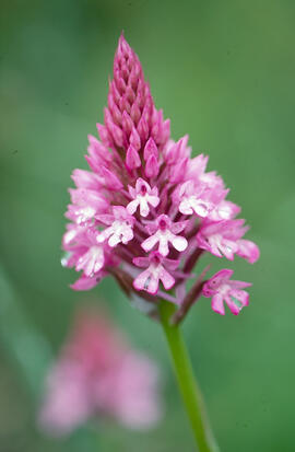 Abellera olorosa ("Anacamptis coriophora")