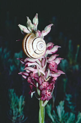 Abellera olorosa ("Anacamptis coriophora")