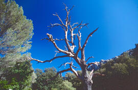 Pi ("Pinus halepensis")