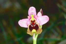 Orquídia ("Ophrys balearica")