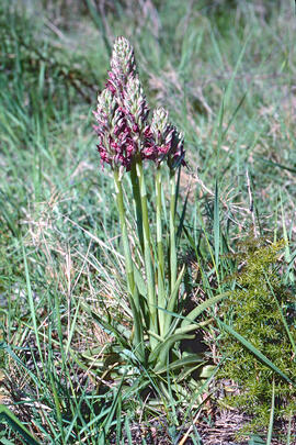Abellera olorosa ("Anacamptis coriophora")