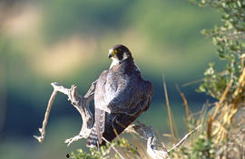Falcó ("Falco peregrinus")