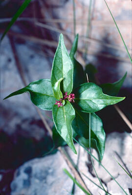 Pebrotera borda ("Vincetoxicum nigrum")