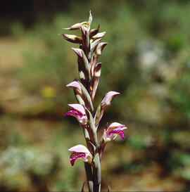 Clavell ("Limodorum abortivum")