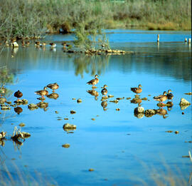 Grup de collblaus ("Anas platyrhynchos")