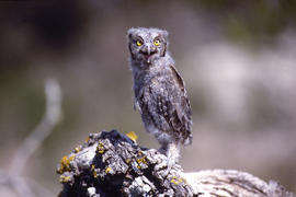Mussol petit ("Otus scops")