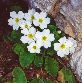 Primavera blanca ("Primula vulgaris")