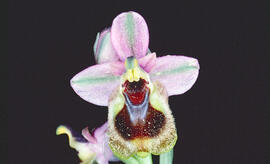 Mosca vermella ("Ophrys tenthredinifera")