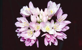 All de bruixa ("Allium roseum")