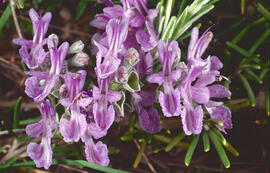 Romaní ("Salvia rosmarinus")
