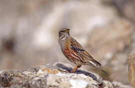 Xalambrí de muntanya ("Prunella collaris")