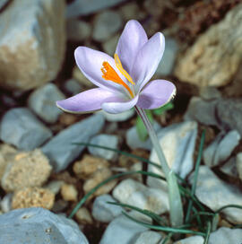 Safrà bord ("Crocus cambessedesii")