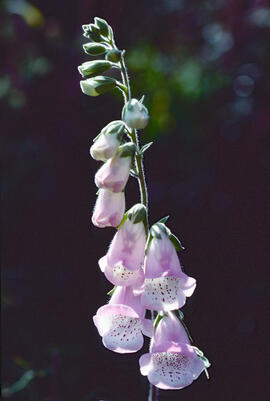 Dedalera ("Digitalis purpurea")