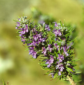 Romaní ("Salvia rosmarinus")