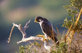 Falcó ("Falco peregrinus")