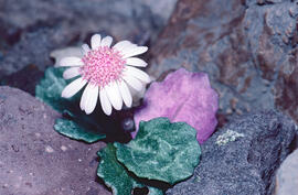 Margalida ("Bellis perennis")