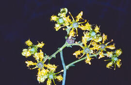 Ruda ("Ruta chalepensis")