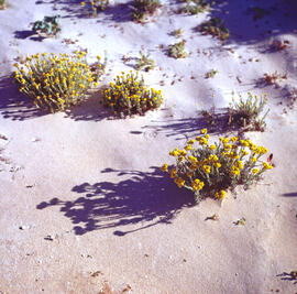 "Helichrysum italicum"