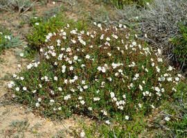 Estepa negra ("Cistus monspeliensis")