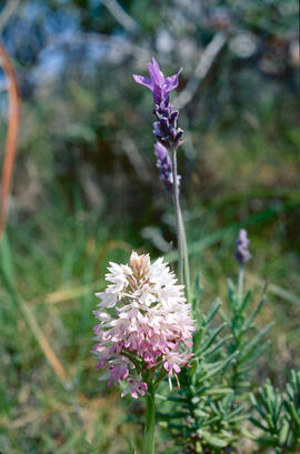 Orquídia piramidal ("Anacamptis pyramidalis")