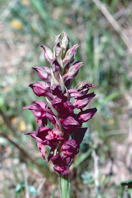 Abellera olorosa ("Anacamptis coriophora")