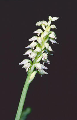 Orquídia ("Neotinea tridentata")