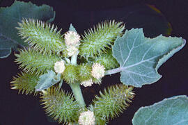 Llapassa, repalassa borda o bardana borda ("Xanthium strumarium")