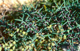 Espareguera marina ("Asparagus horridus")