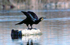 Corpatassa ("Phalacrocorax carbo")