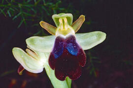 Mosca vermella ("Ophrys tenthredinifera")