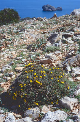 Gatell ("Launaea cervicornis")