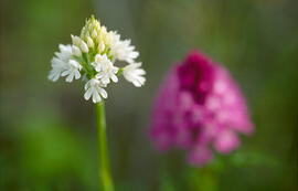 Orquídia piramidal ("Anacamptis pyramidalis")