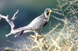 Falcó ("Falco peregrinus")
