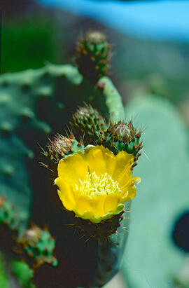 Figuera de moro ("Opuntia ficus-indica")