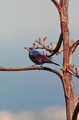 Pàssera ("Monticola solitarius")