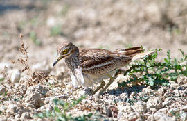 Sebel·lí ("Burhinus oedicnemus")